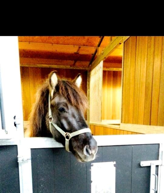 Islænder Skágur fra Vinkærgård - Ny boks  billede 1