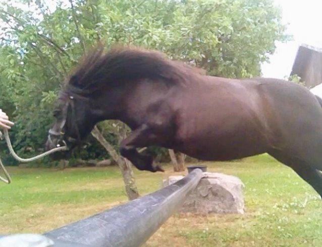 Shetlænder nanna billede 1