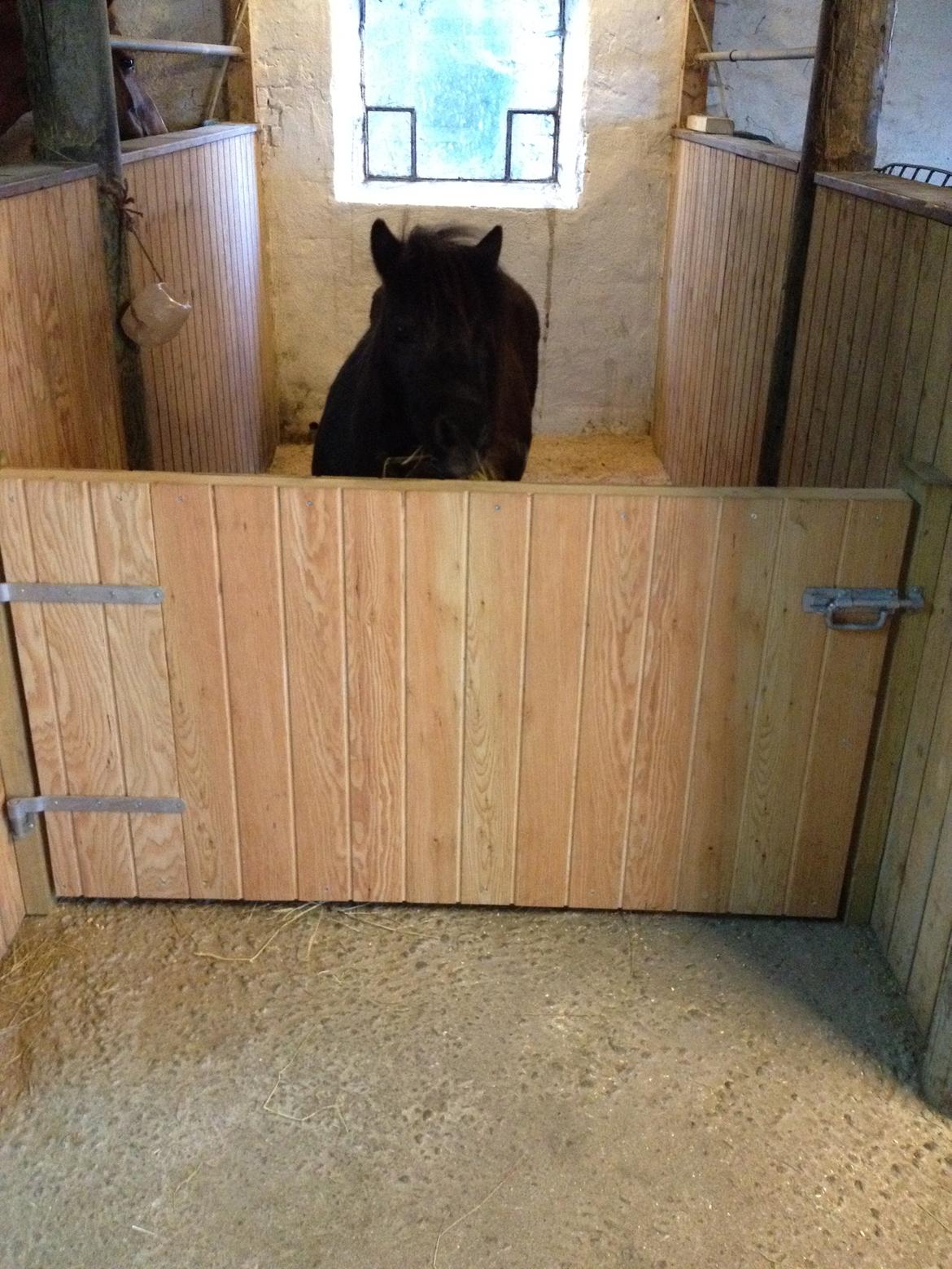 Shetlænder nanna billede 5