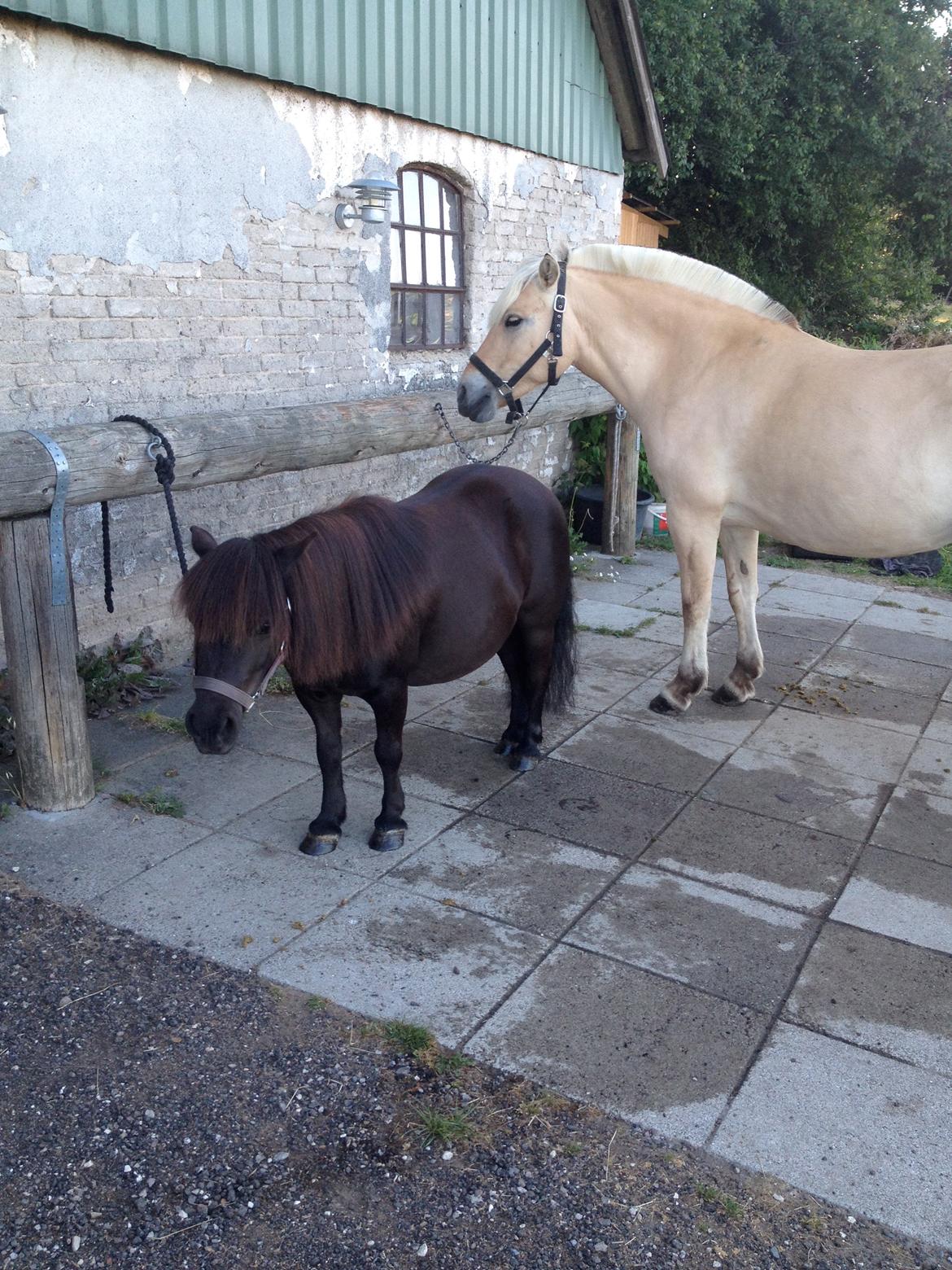 Shetlænder nanna billede 7