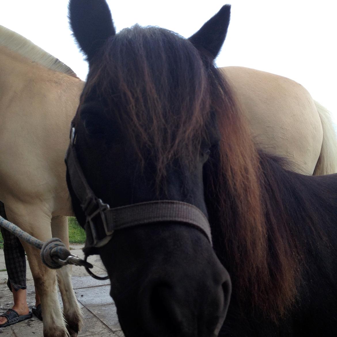 Shetlænder nanna billede 8