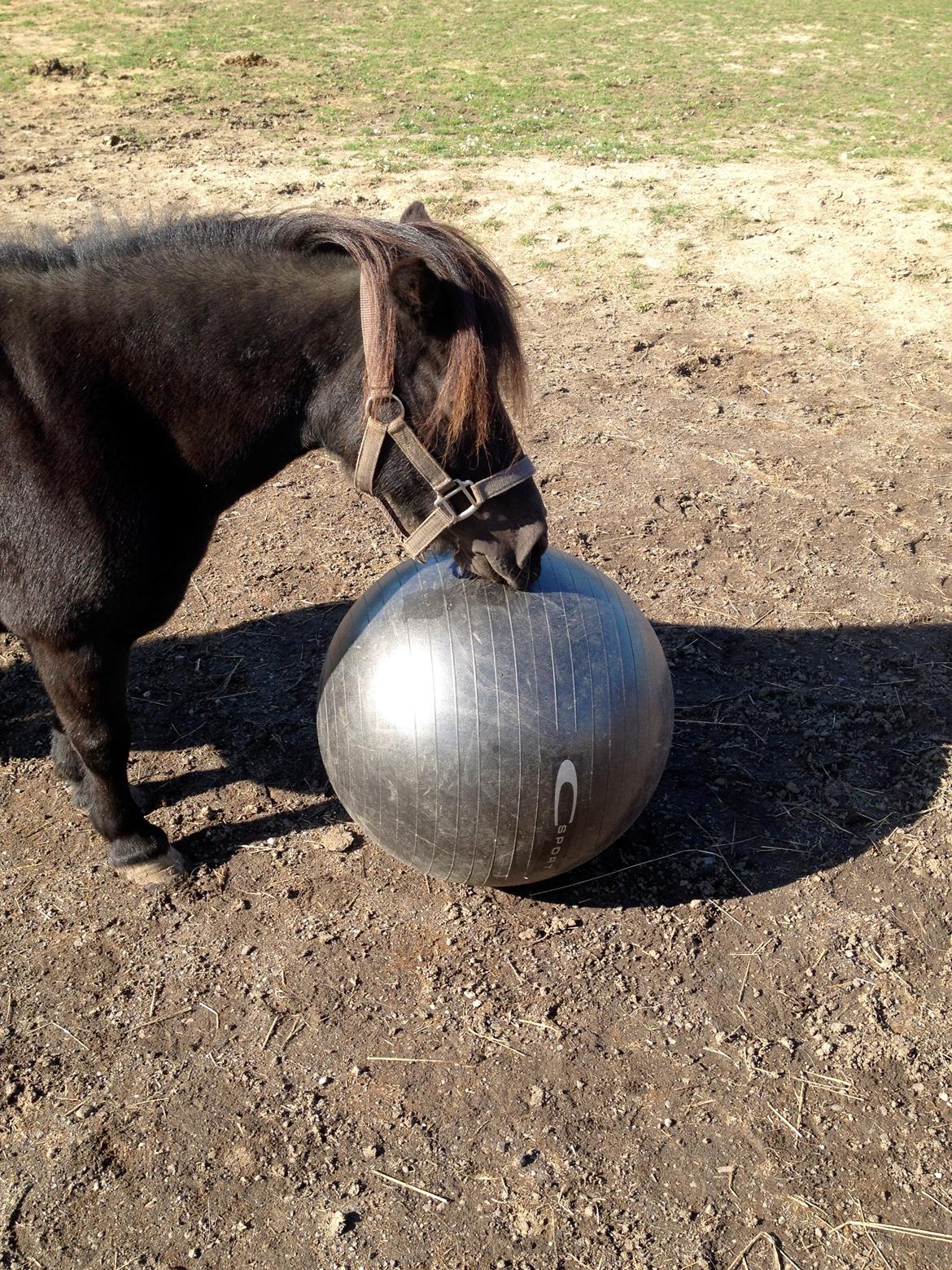 Shetlænder nanna billede 9