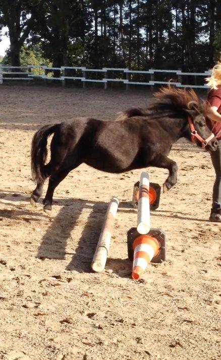 Shetlænder nanna billede 10