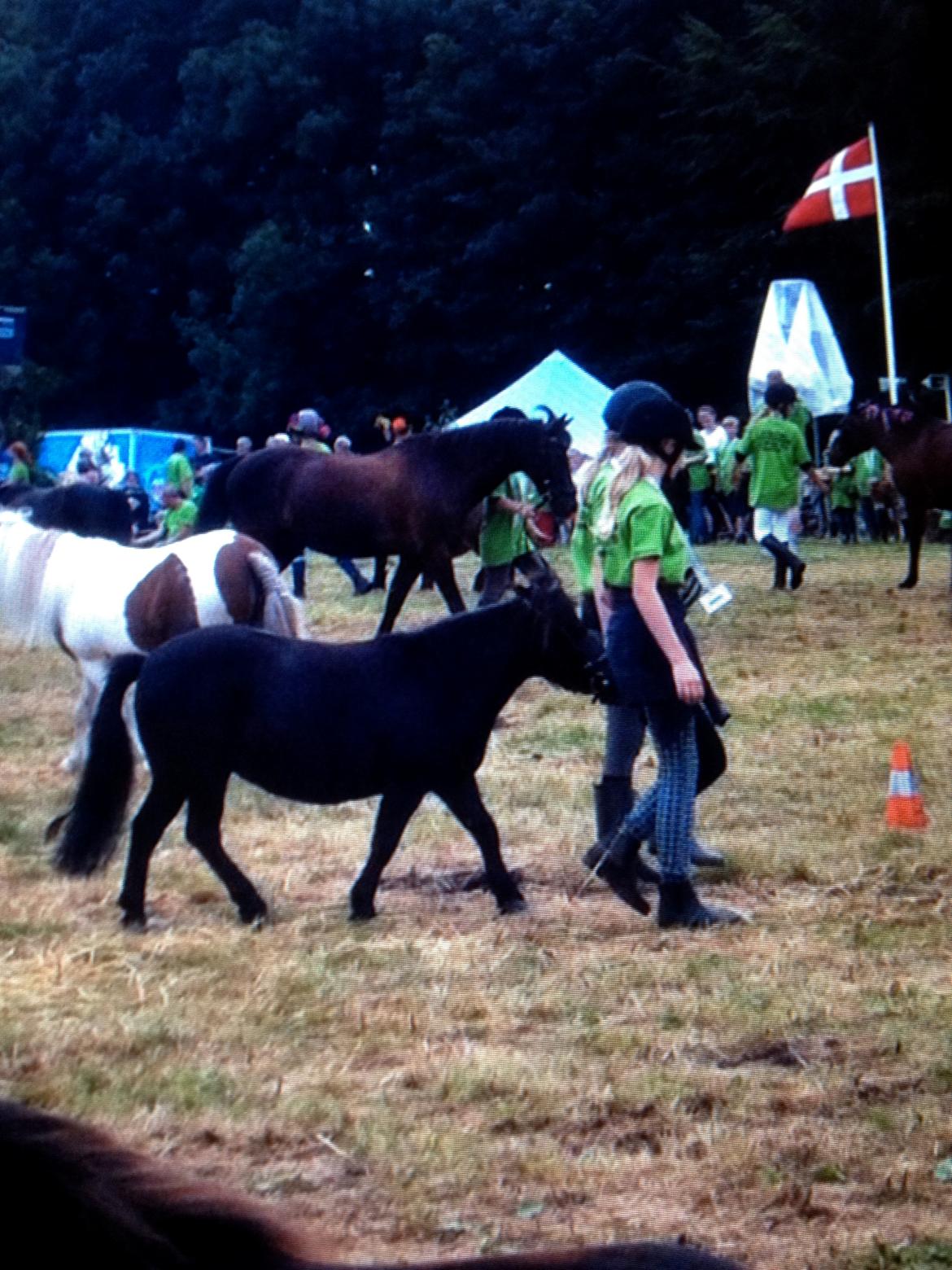 Shetlænder nanna billede 12