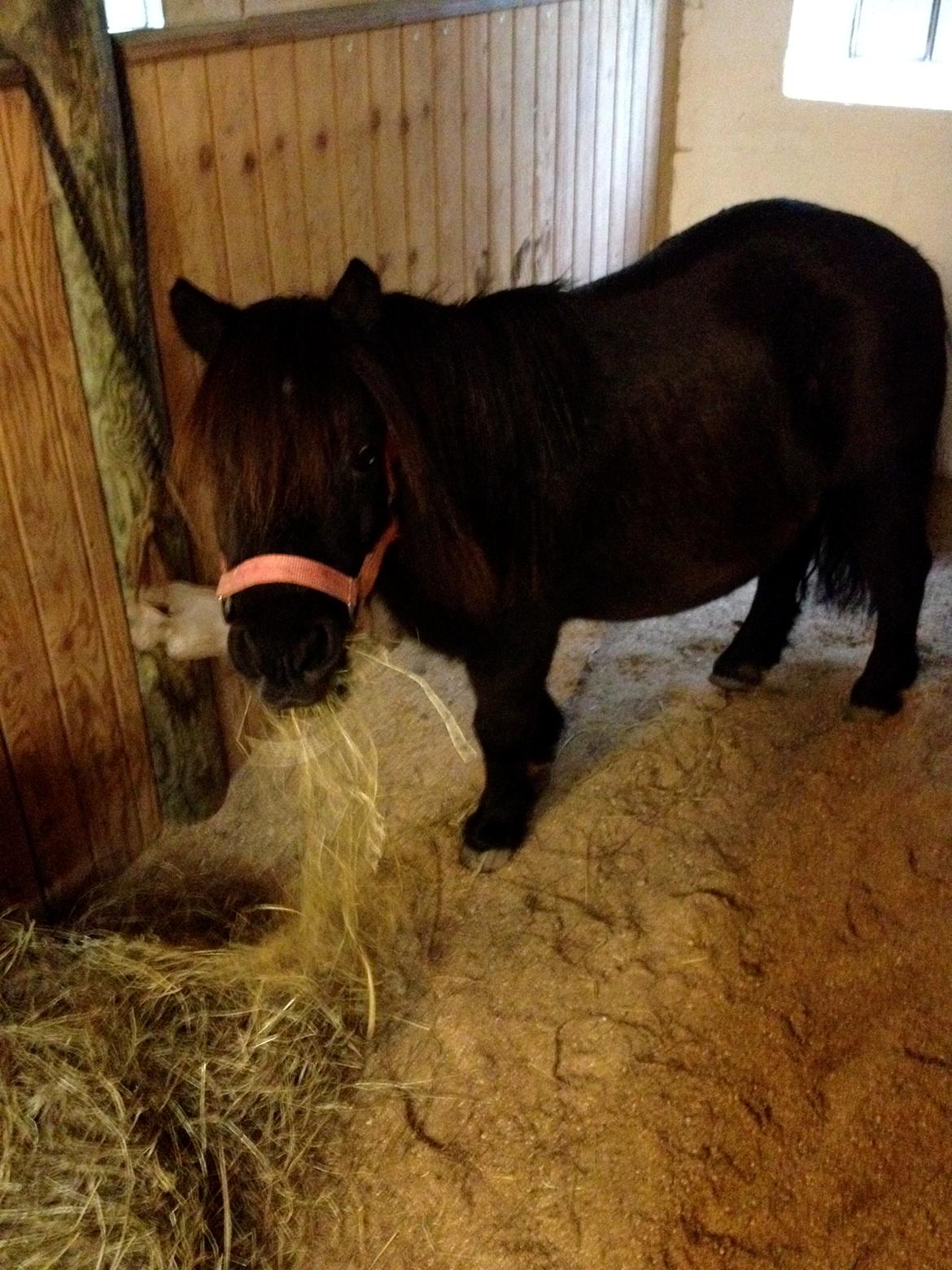 Shetlænder nanna billede 13