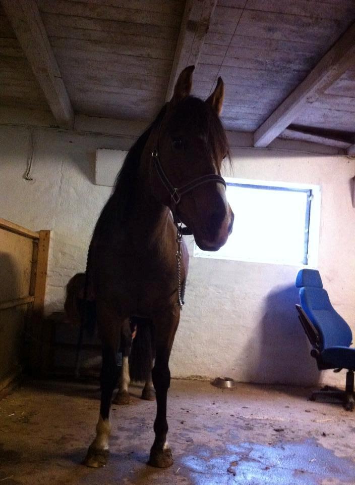 Anden særlig race † Miss Caya † billede 17