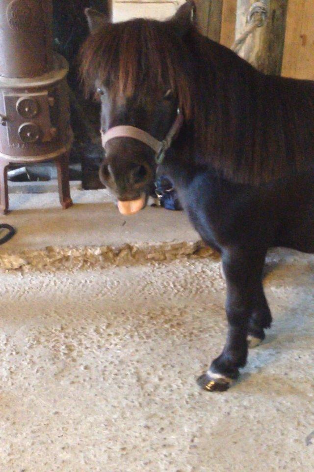 Shetlænder nanna billede 14