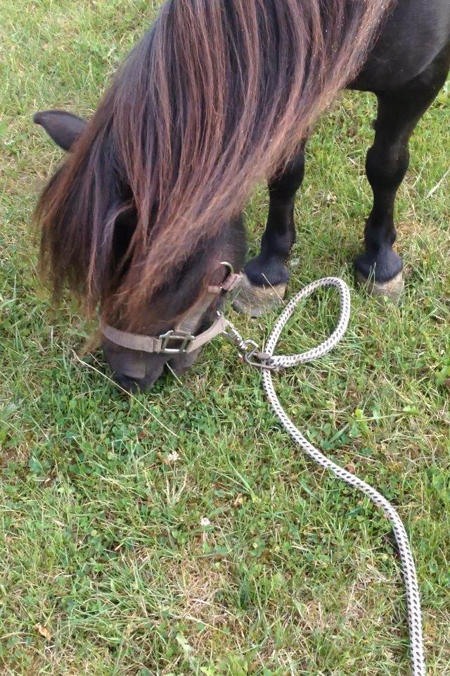 Shetlænder nanna billede 15