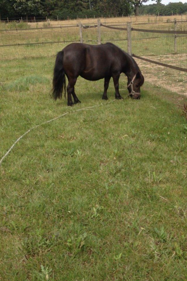Shetlænder nanna billede 16