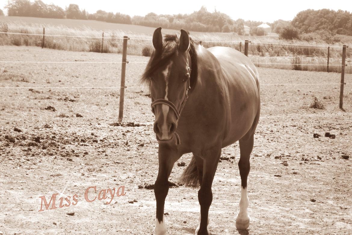 Anden særlig race † Miss Caya † billede 19