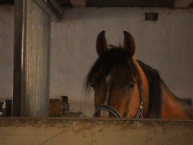 Anden særlig race † Miss Caya † billede 20