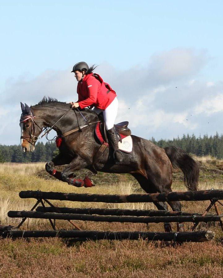 Dansk Varmblod My Choice - foto: Renee Kristensen MJJR hubertus 2014 Harrild hede billede 13