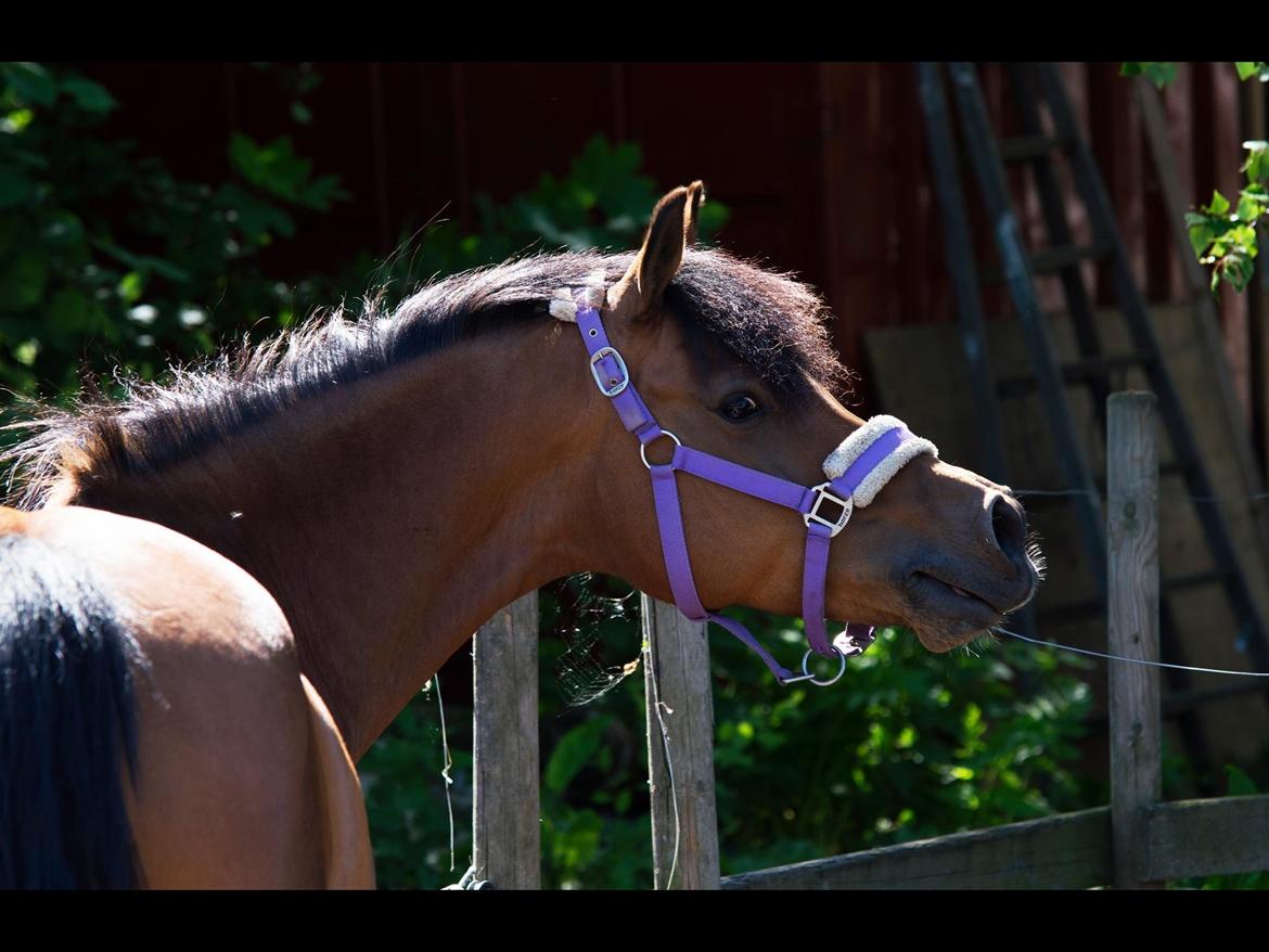 DSP Troja min dejlige part! billede 25