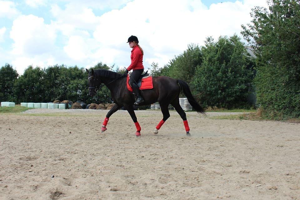 Dansk Varmblod Gørklintgårds Deena billede 6