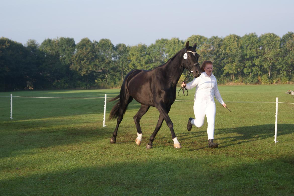 Dansk Varmblod Gørklintgårds Deena billede 9