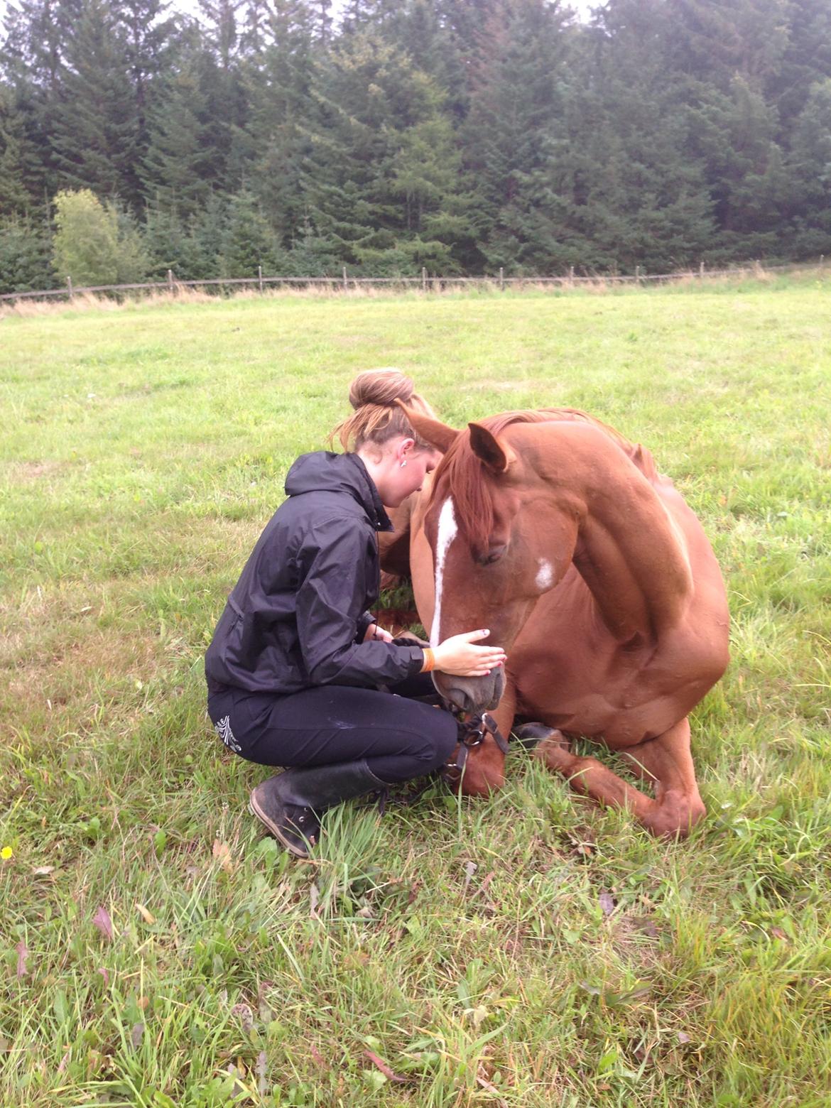 Fuldblod (XX) Red Fire billede 1