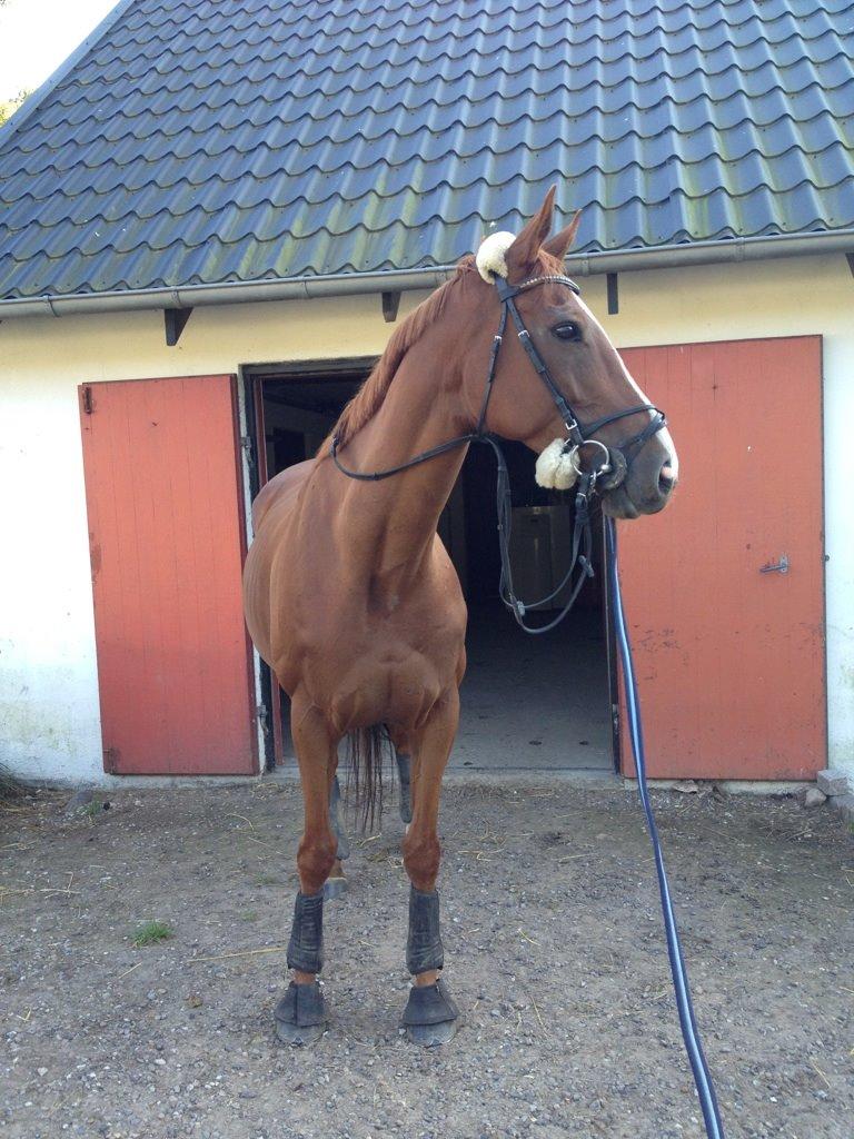 Fuldblod (XX) Red Fire billede 2