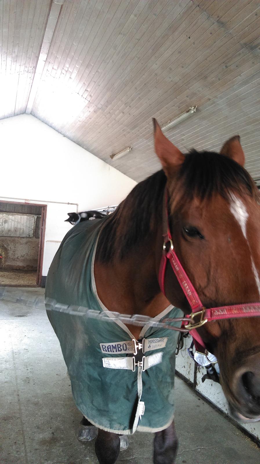 Polsk Varmblod Lenor billede 24