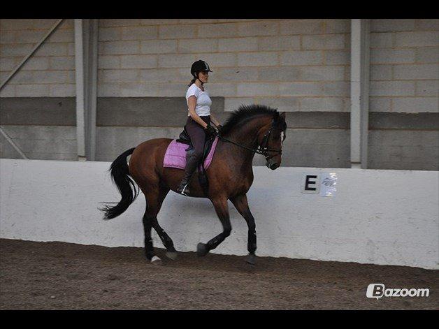 Holstener Holmgårds levia - rider lige lidt med min ejer kirsten billede 7