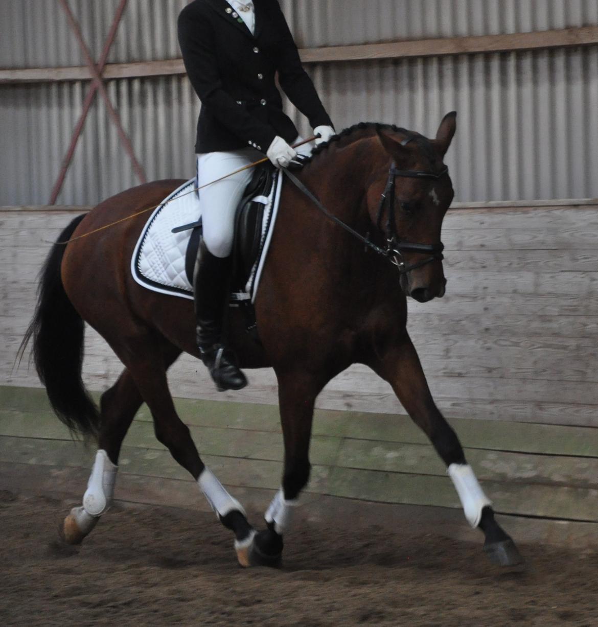 Tysk Oldenburger Just in time billede 2