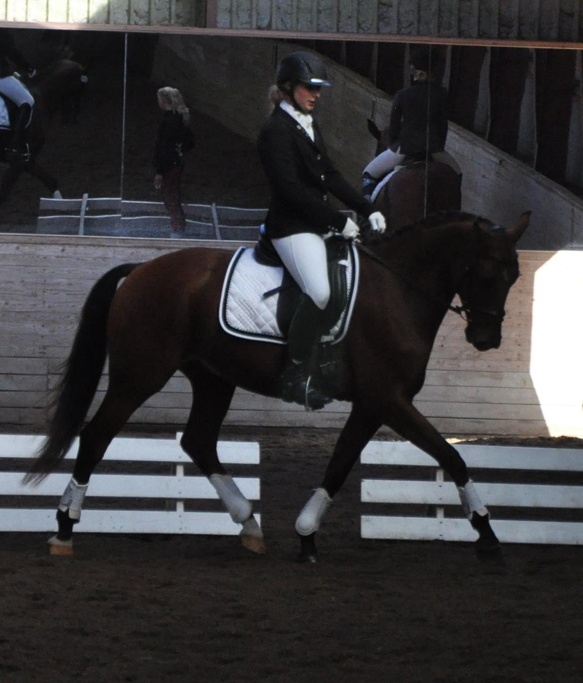 Tysk Oldenburger Just in time billede 1