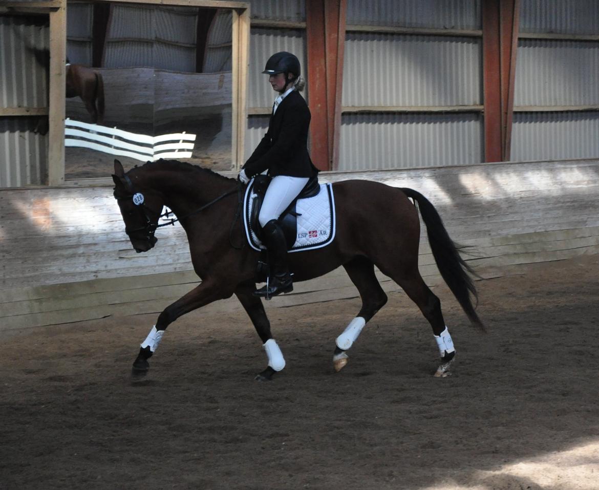 Tysk Oldenburger Just in time billede 4