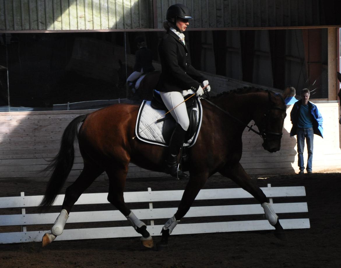 Tysk Oldenburger Just in time billede 5