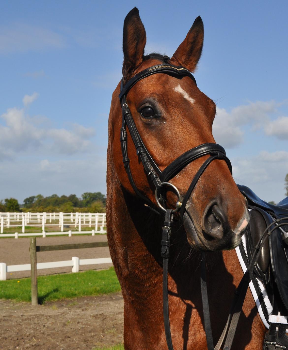 Tysk Oldenburger Just in time billede 6