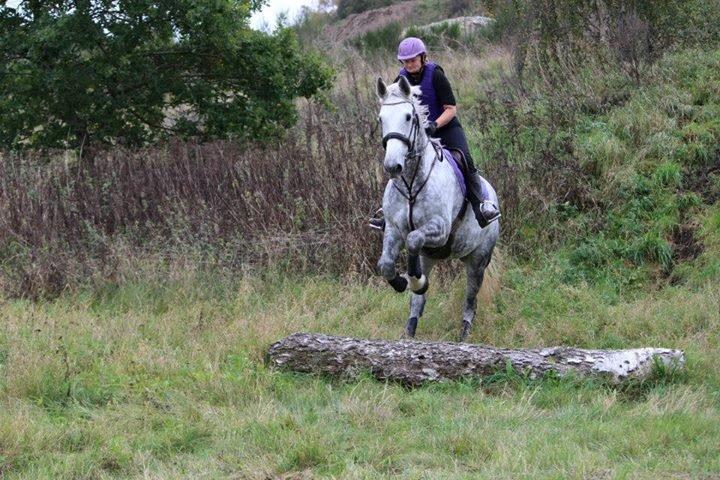Dansk Varmblod Venus - første terræntræning billede 9