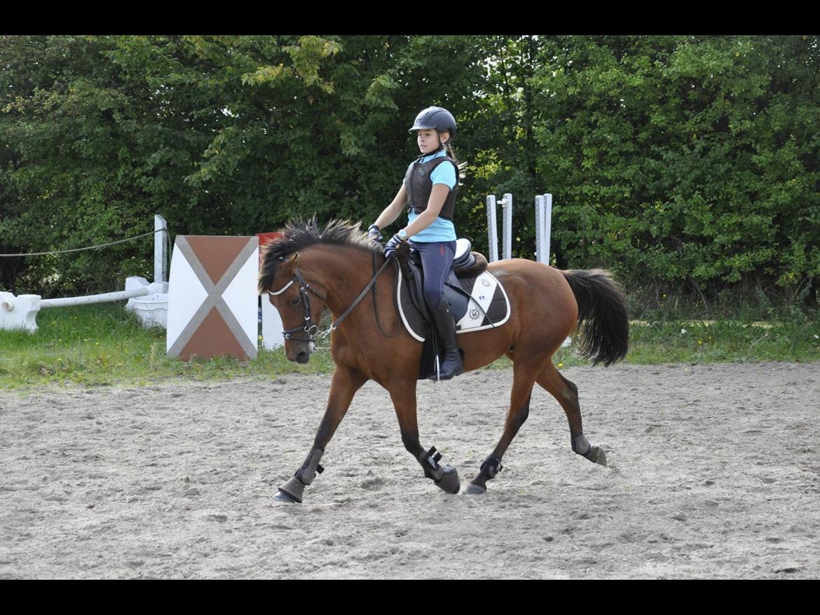 Anden særlig race Jenny - Dejlig trav! billede 3