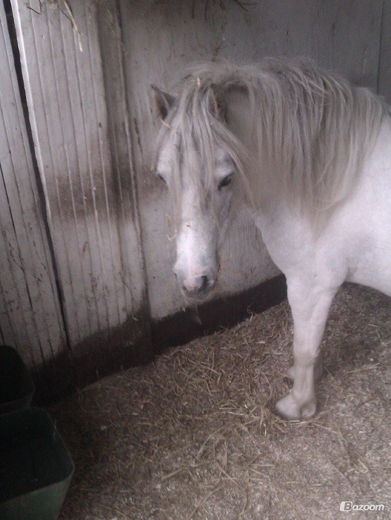 Anden særlig race hva' med grisling - er du lidt træt? billede 3