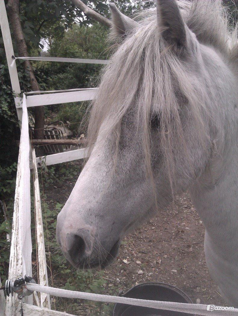 Anden særlig race hva' med grisling - aaaww billede 4
