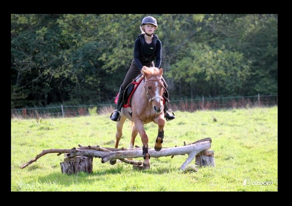 Hollandsk Sportspony Billy Boy - bidløs weekend<3 billede 22