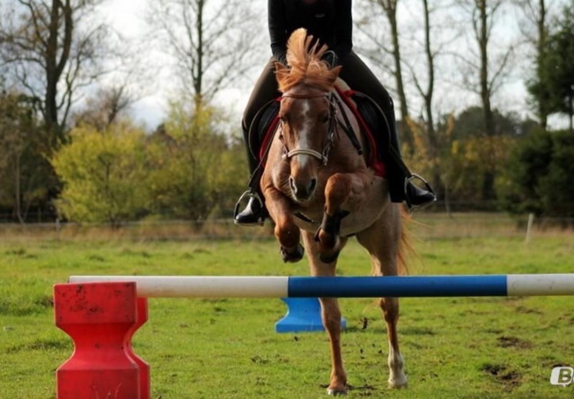 Hollandsk Sportspony Billy Boy - Skønne pony<3 billede 16