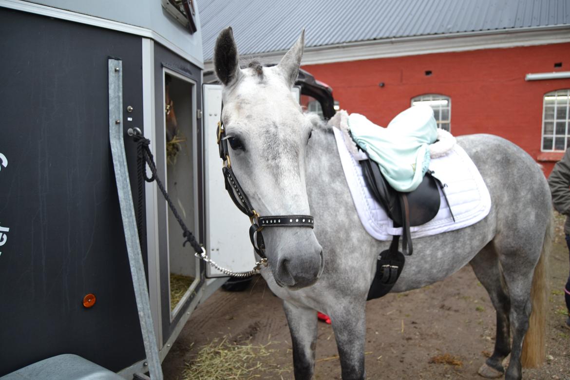 Connemara Hesselholts Wild Rose billede 7