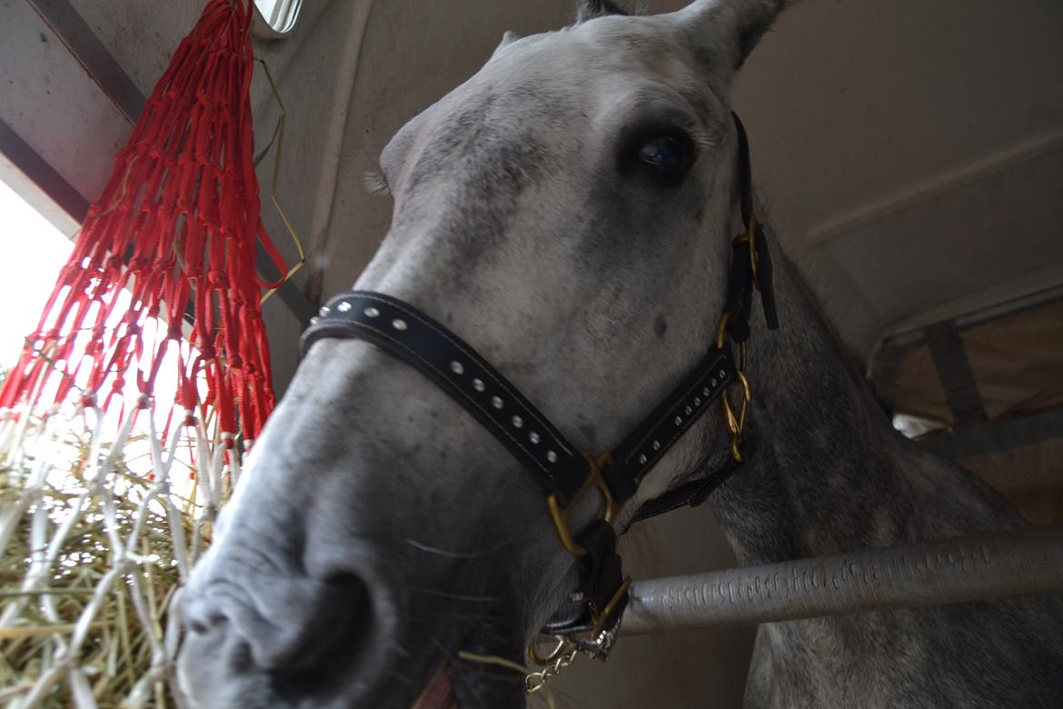 Connemara Hesselholts Wild Rose billede 14