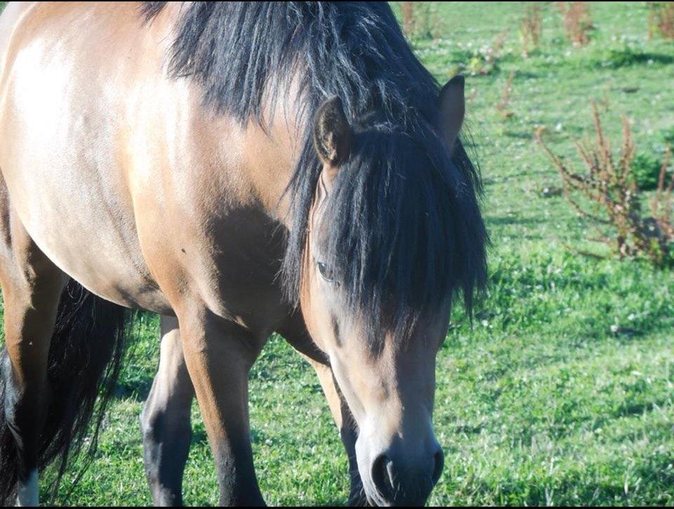 Welsh Pony (sec B) Milo billede 7