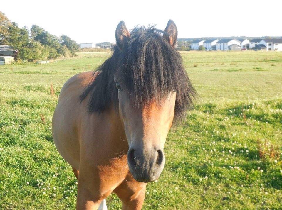 Welsh Pony (sec B) Milo billede 1
