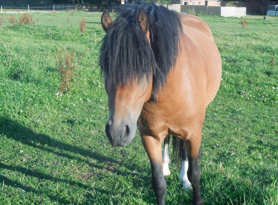 Welsh Pony (sec B) Milo billede 9