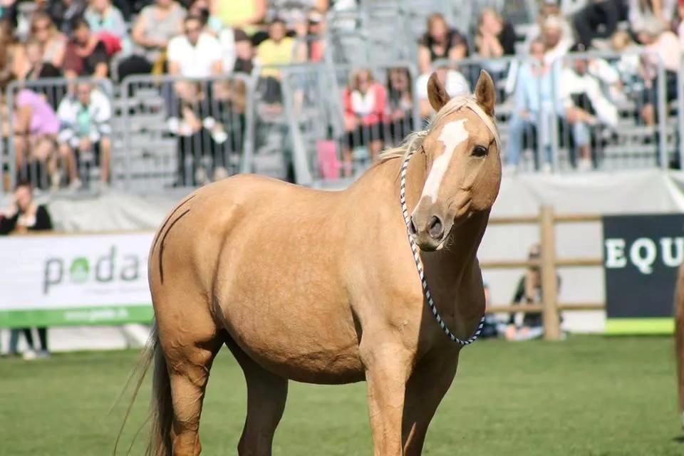 Anden særlig race Copys Le Charmeur - Lånt Store Hestedag 2014 :-) billede 18