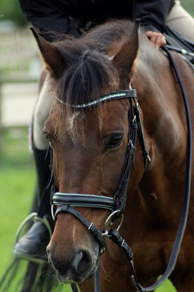 Anden særlig race Hannibal min billede 1