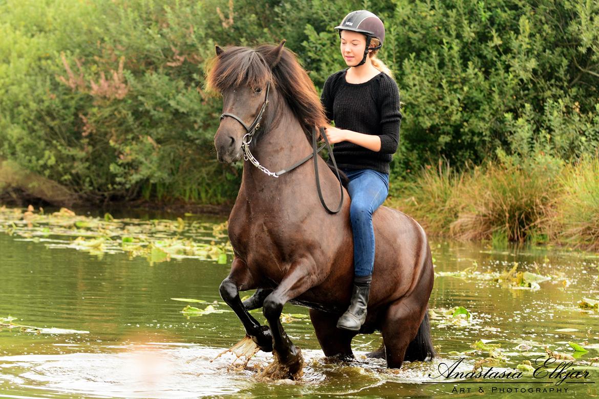 Islænder Frilla fra Katknøs billede 3