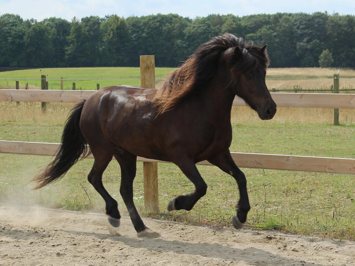 Islænder Frilla fra Katknøs billede 4