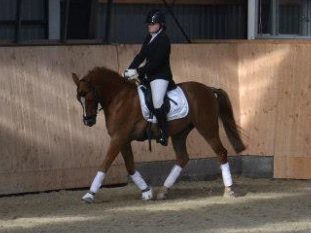 Anden særlig race Buster billede 4