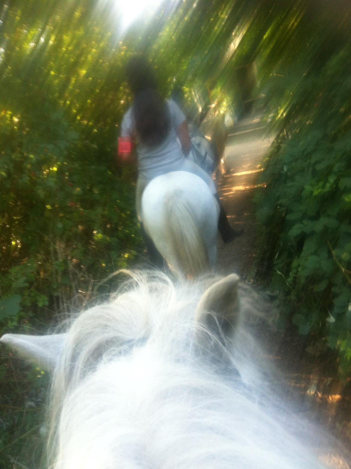 Anden særlig race hva' med grisling - grisling foran:) billede 9