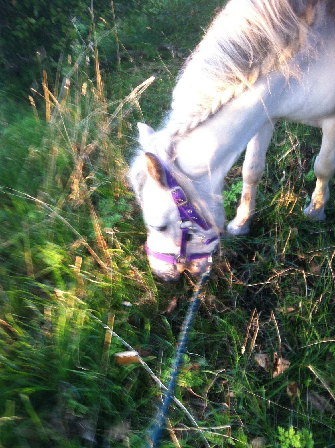 Anden særlig race hva' med grisling - på tur:D billede 12