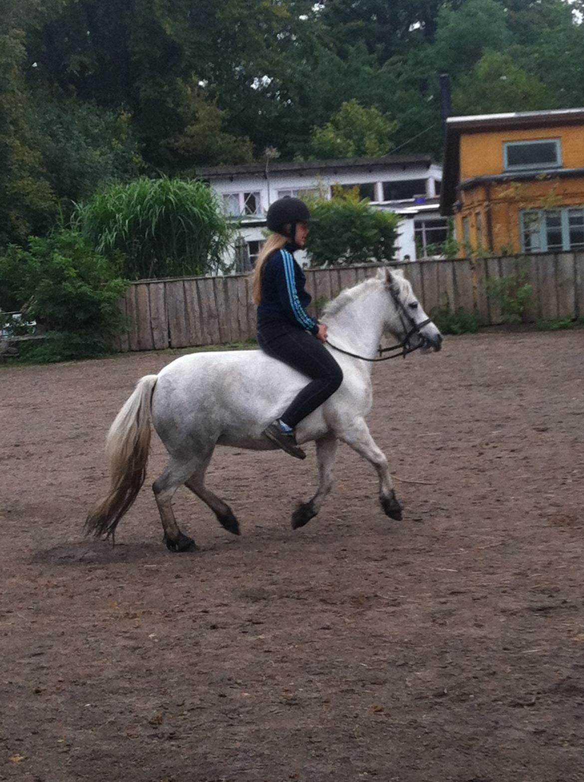 Anden særlig race hva' med grisling - galop:) så dejig billede 16