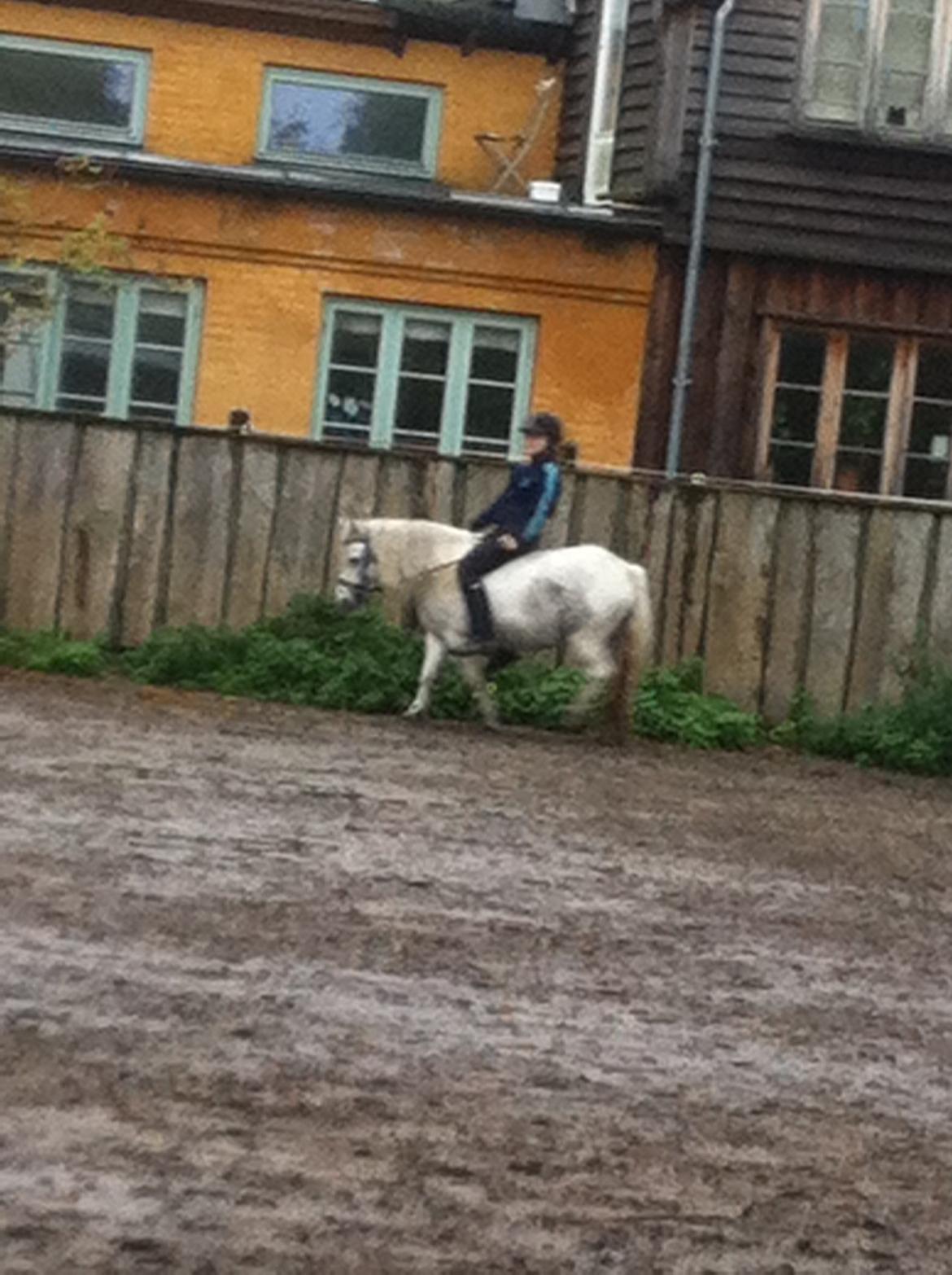 Anden særlig race hva' med grisling - hygge billede 19