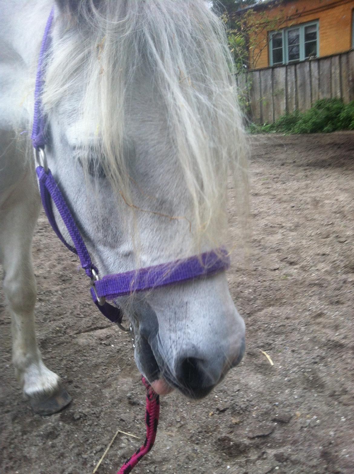 Anden særlig race hva' med grisling - da jeg øvede tricks med dig og smathy longerde mathy billede 20