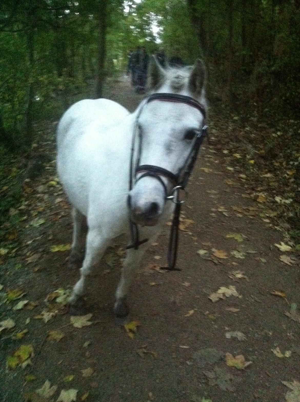 Anden særlig race hva' med grisling - Fotogen<3 billede 24